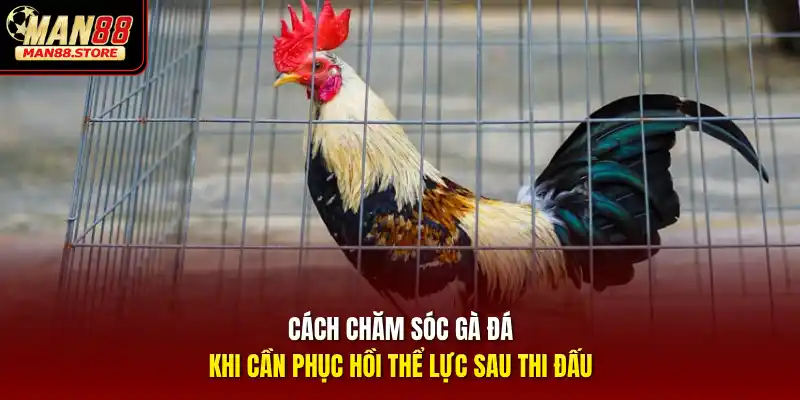 Cách chăm sóc gà đá khi cần phục hồi thể lực sau thi đấu