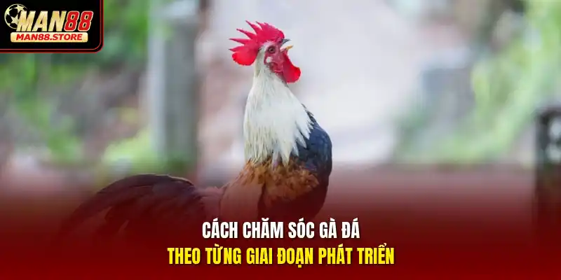 Cách chăm sóc gà đá theo từng giai đoạn phát triển