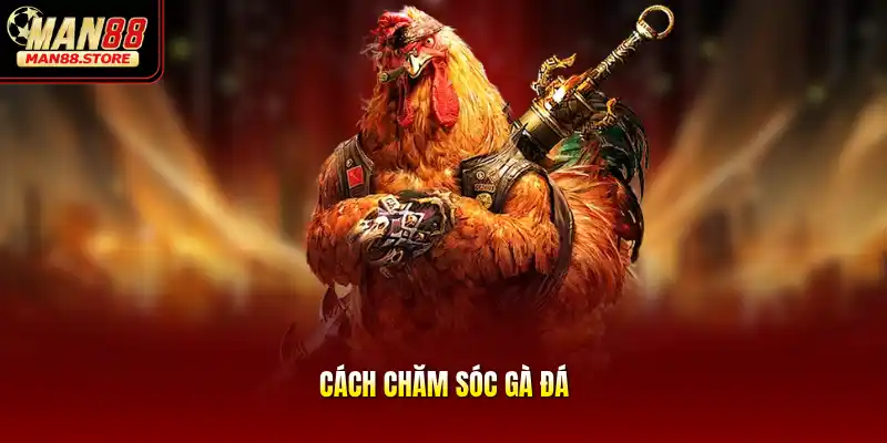 Cách Chăm Sóc Gà Đá - Bí Kíp Nuôi Kê Săn Chắc, Dũng Mãnh