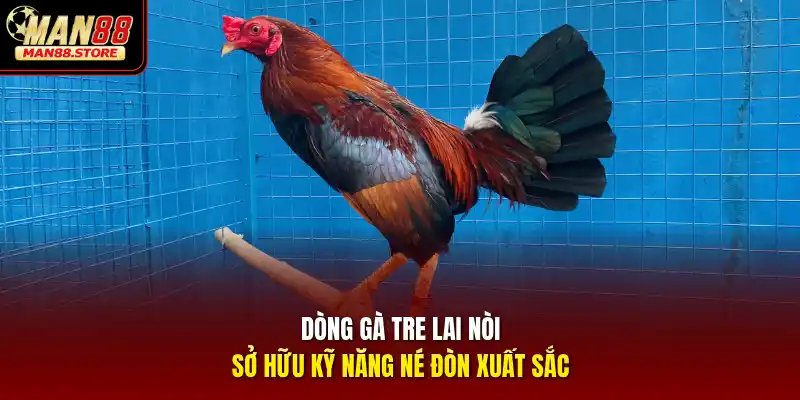 Dòng gà tre lai nòi sở hữu kỹ năng né đòn xuất sắc