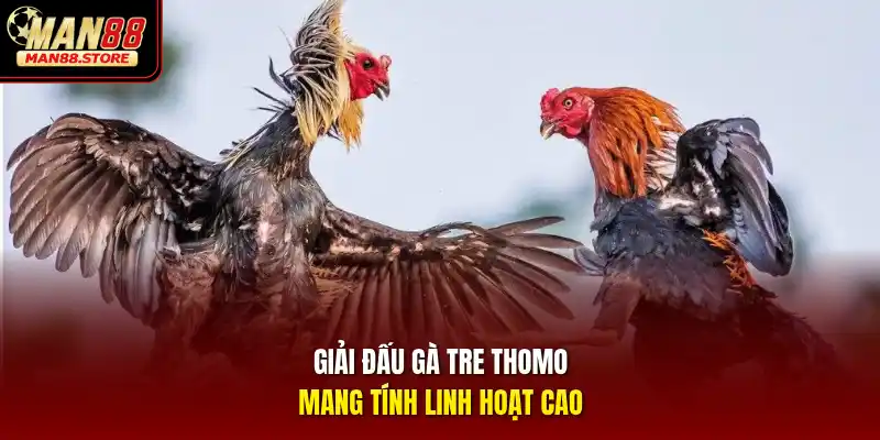 Giải đấu gà tre Thomo mang tính linh hoạt cao