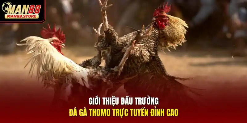 Giới thiệu đấu trường đá gà Thomo trực tuyến đỉnh cao