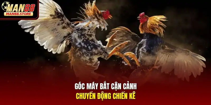 Góc máy bắt cận cảnh chuyển động chiến kê