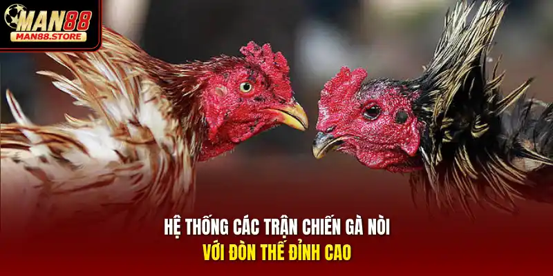 Hệ thống các trận chiến gà nòi với đòn thế đỉnh cao