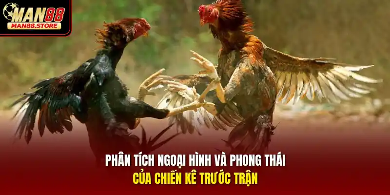 Phân tích ngoại hình và phong thái của chiến kê trước trận