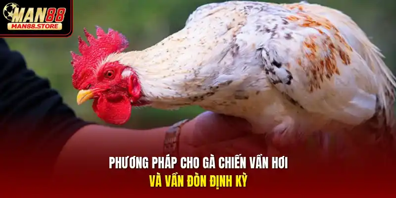 Phương pháp cho gà chiến vần hơi và vần đòn định kỳ