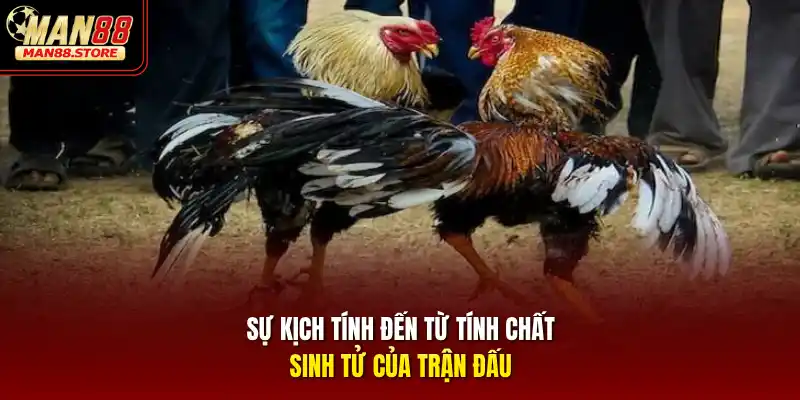 Sự kịch tính đến từ tính chất sinh tử của trận đấu